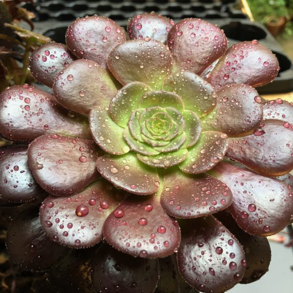 aeonium oeil vegetal lyon