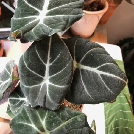 alocasia black velvet oeil vegetal lyon