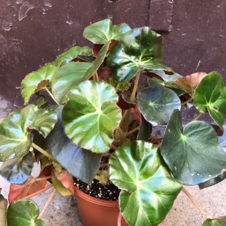 begonia nenuphar oeil vegetal lyon