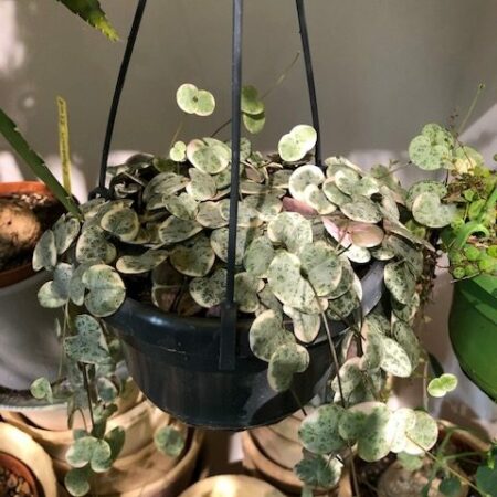 ceropegia suspension