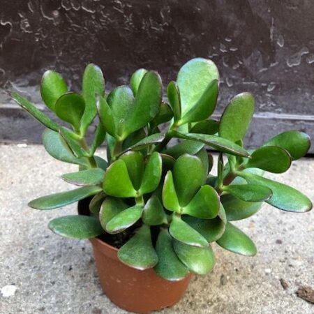 crassula ovata