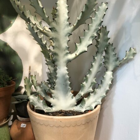 euphorbia lactea white ghost oeil vegetal lyon