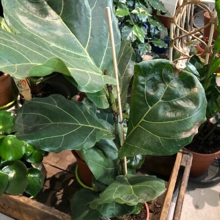 Ficus Lyrata