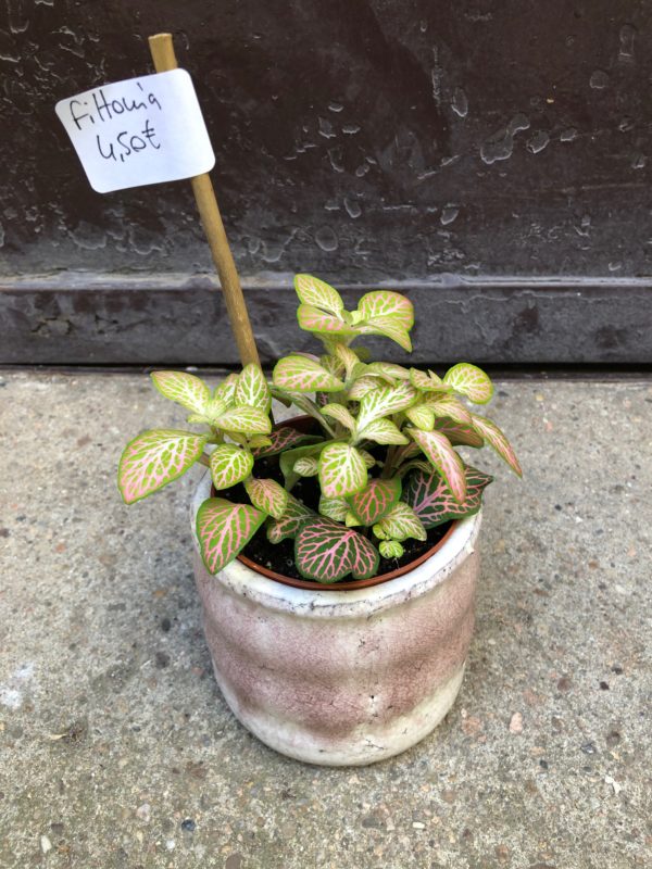 fittonia oeil vegetal lyon