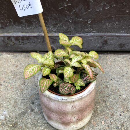 fittonia oeil vegetal lyon