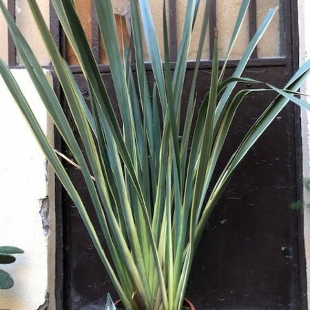 phormium variegata oeil vegetal lyon