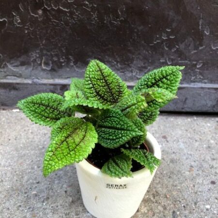 pilea involucrata oeil vegetal lyon