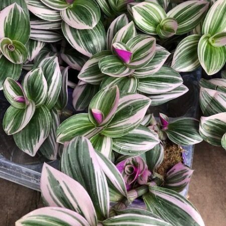 tradescantia nanouk